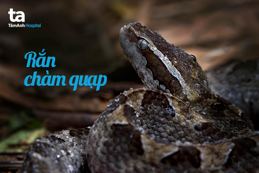 Cách nhận dạng các loài rắn độc ở Việt Nam