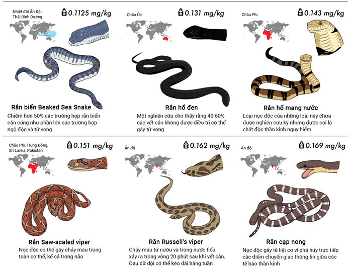 Cách nhận dạng các loài rắn độc ở Việt Nam