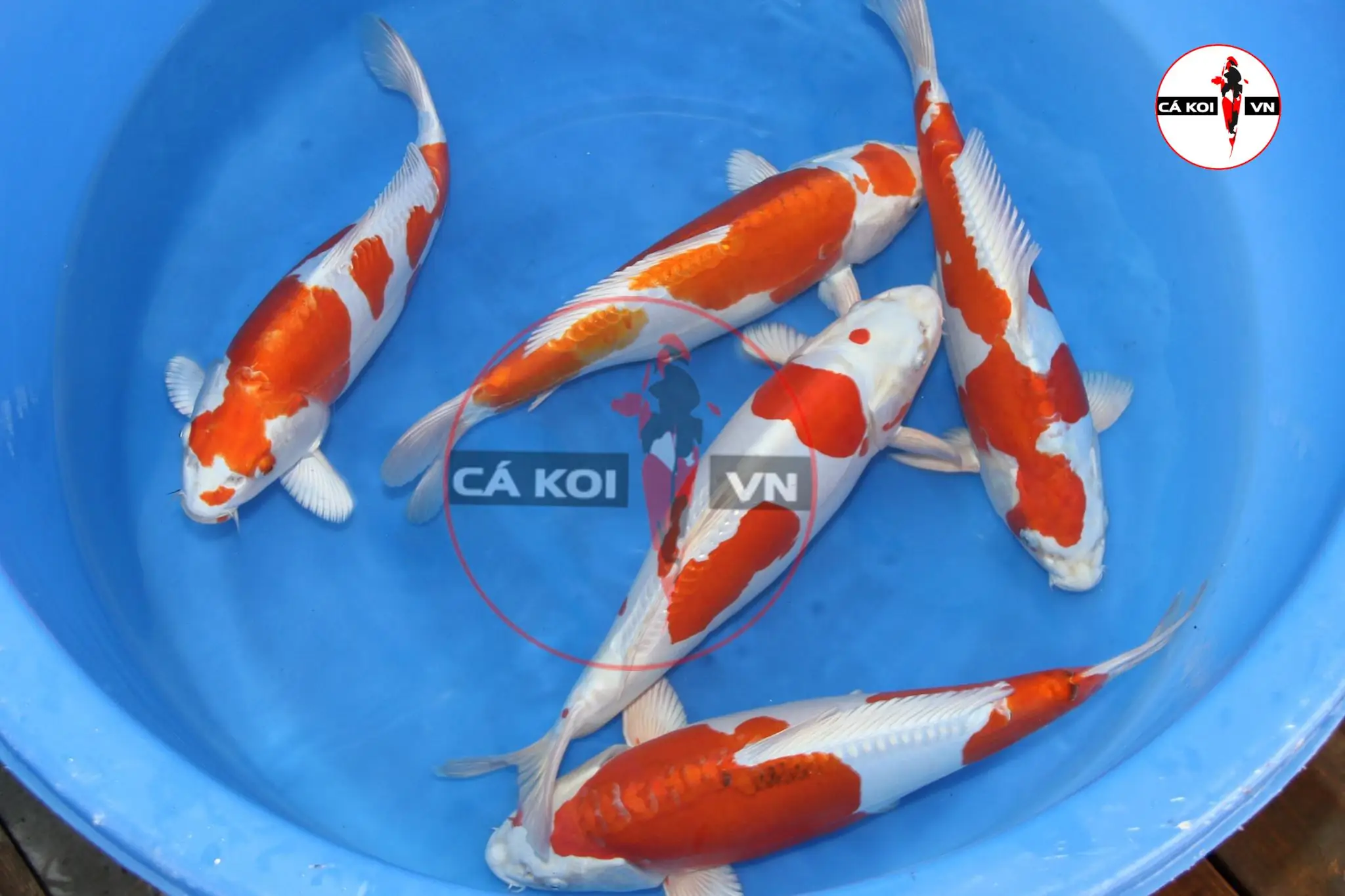 Những loài cá cảnh đắt giá khiến đại gia Việt mê mẩn