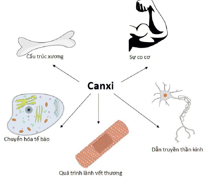 Canxi tham gia vào nhiều quá trình sinh học trong cơ thể