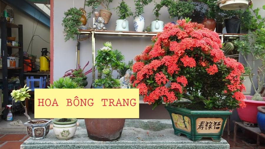 hoa-bong-trang5