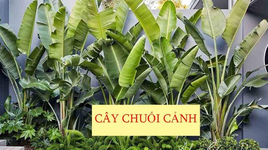 chuoi-canh6