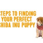 How Much Do Shiba Inu Puppies Cost?